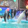 «УРА КАНИКУЛЫ!!!» Ярославский дельфинарий + карамельное шоу в пряничном домике