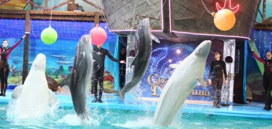 «УРА КАНИКУЛЫ!!!» Ярославский дельфинарий + карамельное шоу в пряничном домике